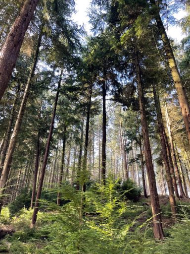 North Norfolk forest